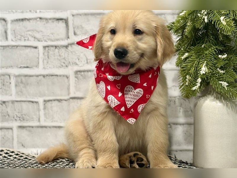 Golden Retriever Welpen