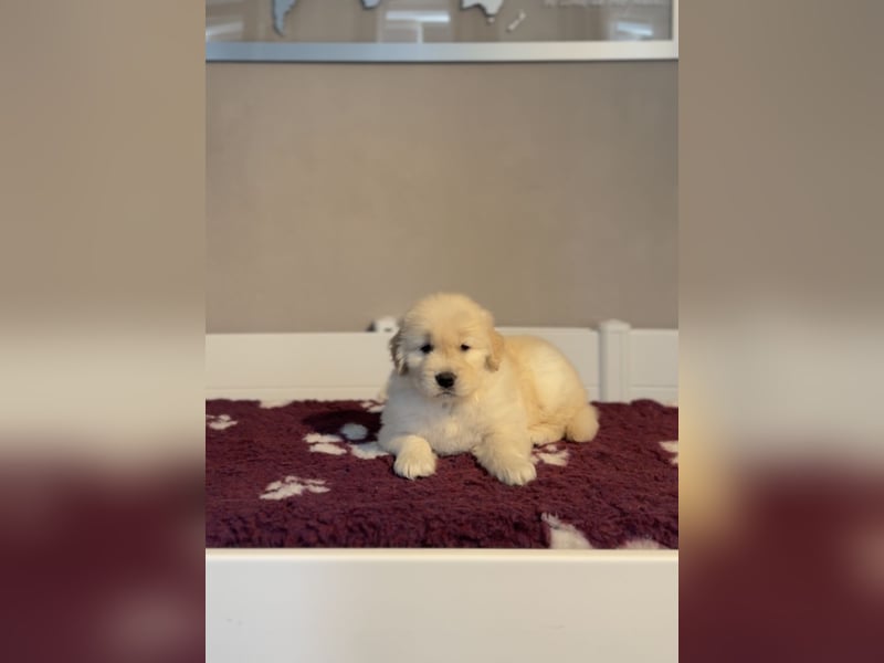 Golden Retriever Welpen Amerikanische Linie