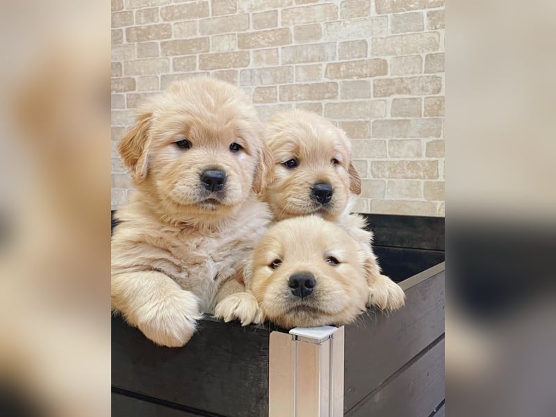 Golden Retriever Welpen