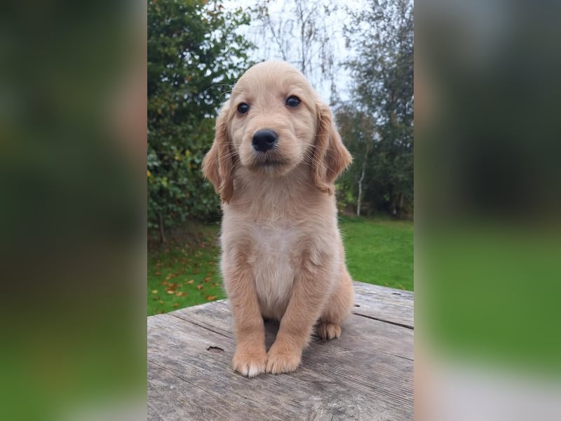 Golden-Retriever-Welpen