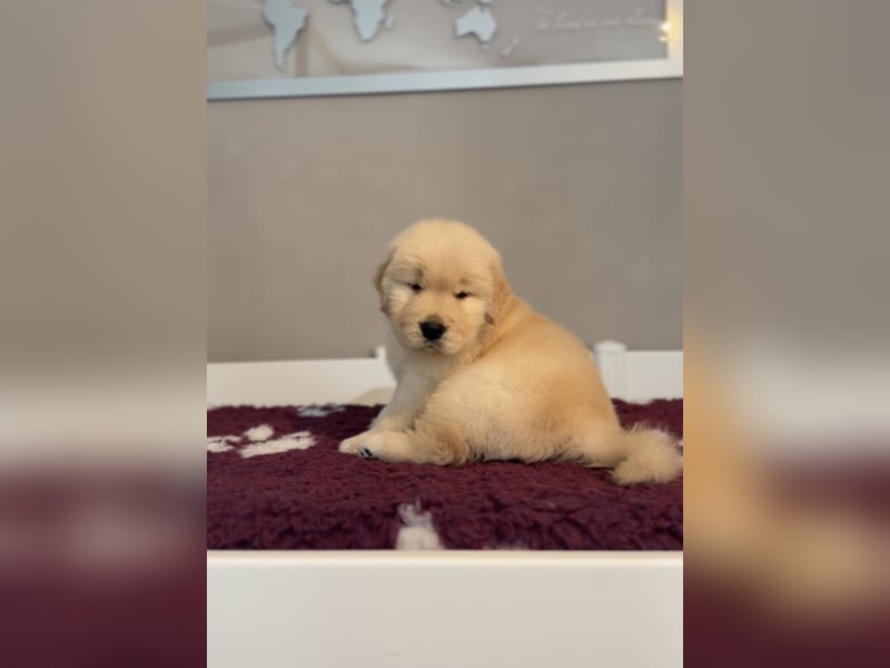 Golden Retriever Welpen Amerikanische Linie
