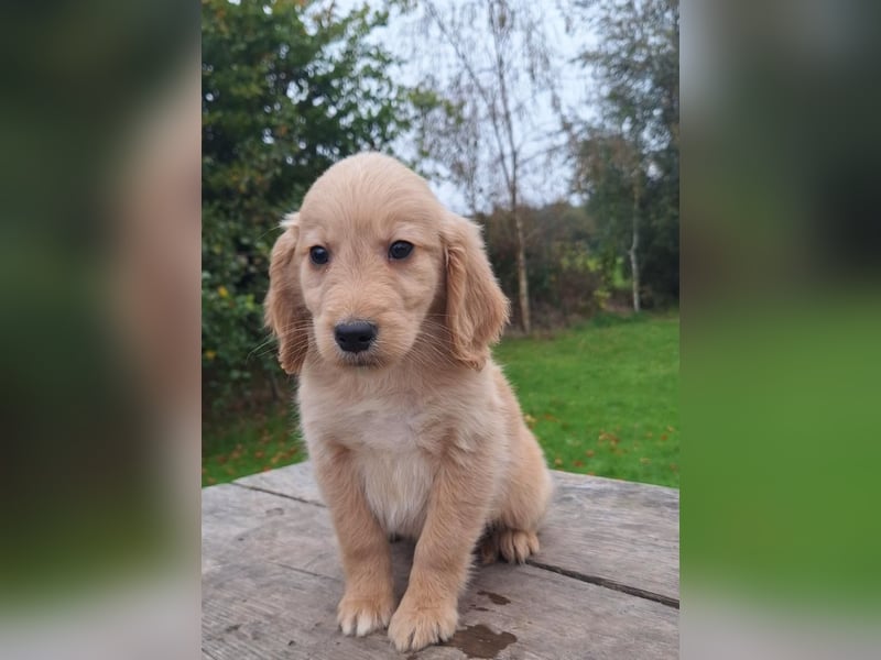 Golden-Retriever-Welpen