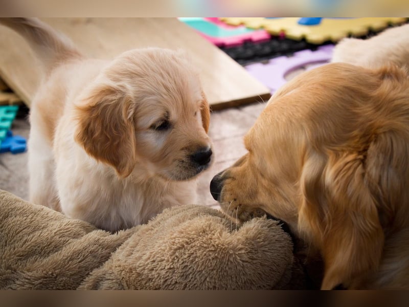 Golden Retriever Welpen VDH/GRC