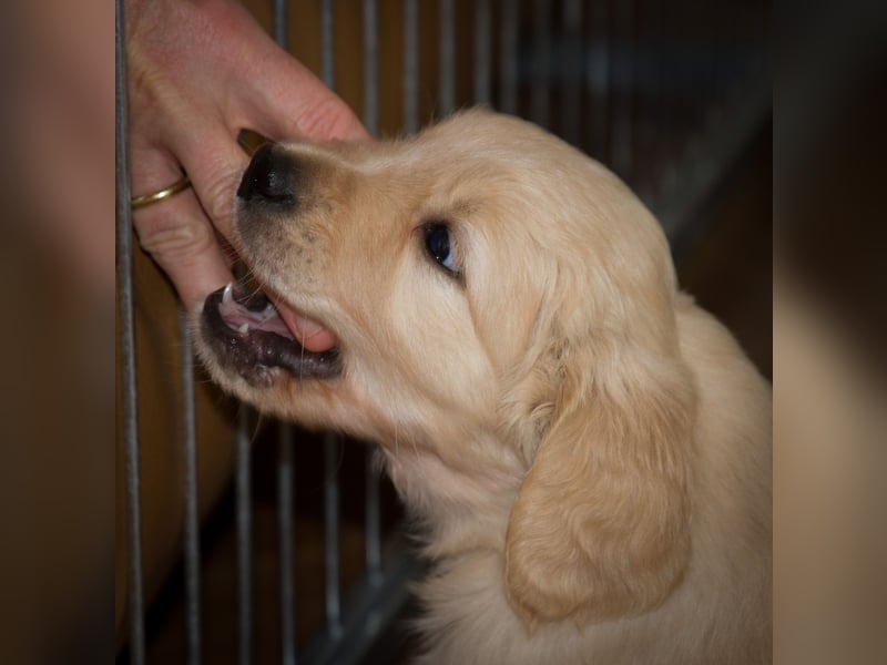 Golden Retriever Welpen VDH/GRC