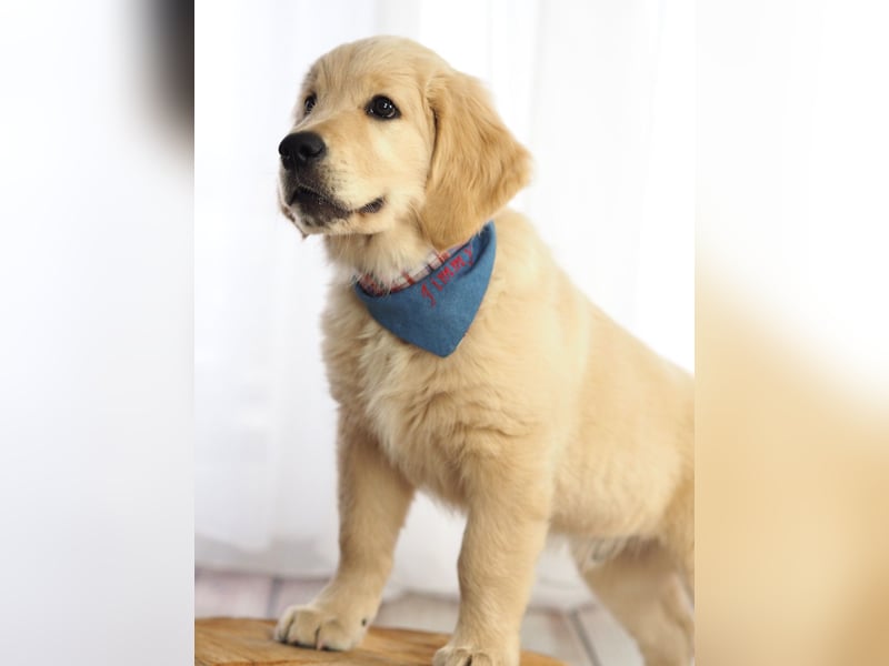 Golden Retriever Welpen VDH/GRC