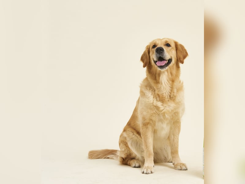 Golden Retriever Welpen VDH/GRC
