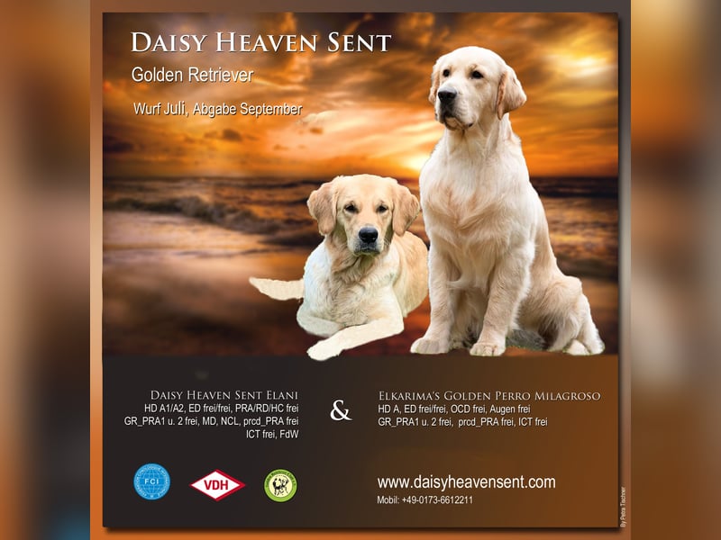 Golden Retriever Welpen VDH/GRC