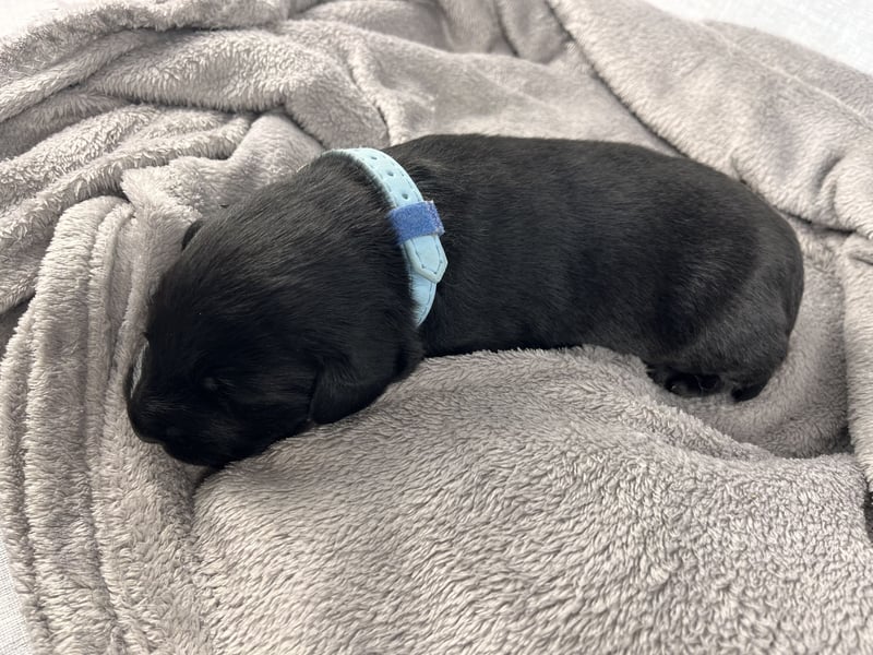 Golden Aussie x Labrador Welpen (Golden Retriever Australian Shepherd Labrador Retriever)