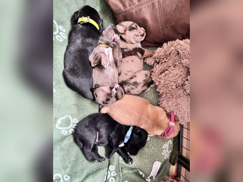 Golden Aussie x Labrador Welpen (Golden Retriever Australian Shepherd Labrador Retriever)