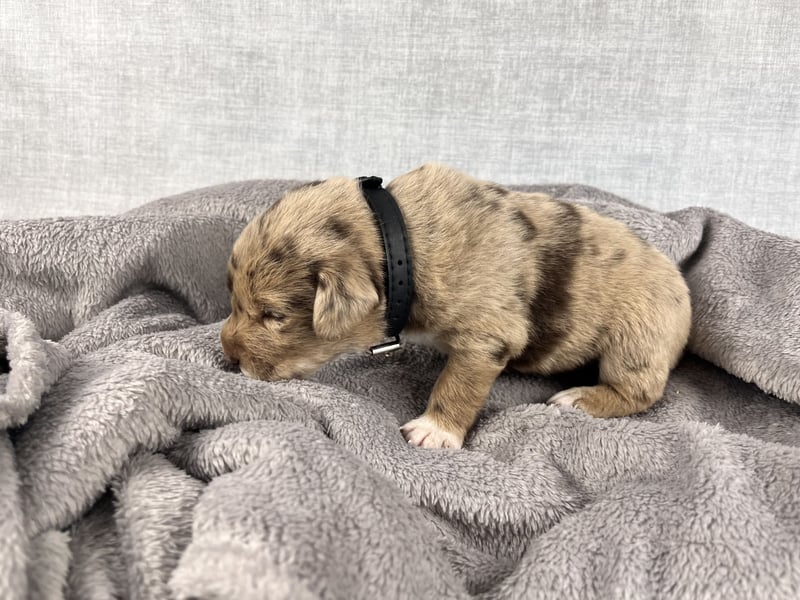 Golden Aussie x Labrador Welpen (Golden Retriever Australian Shepherd Labrador Retriever)