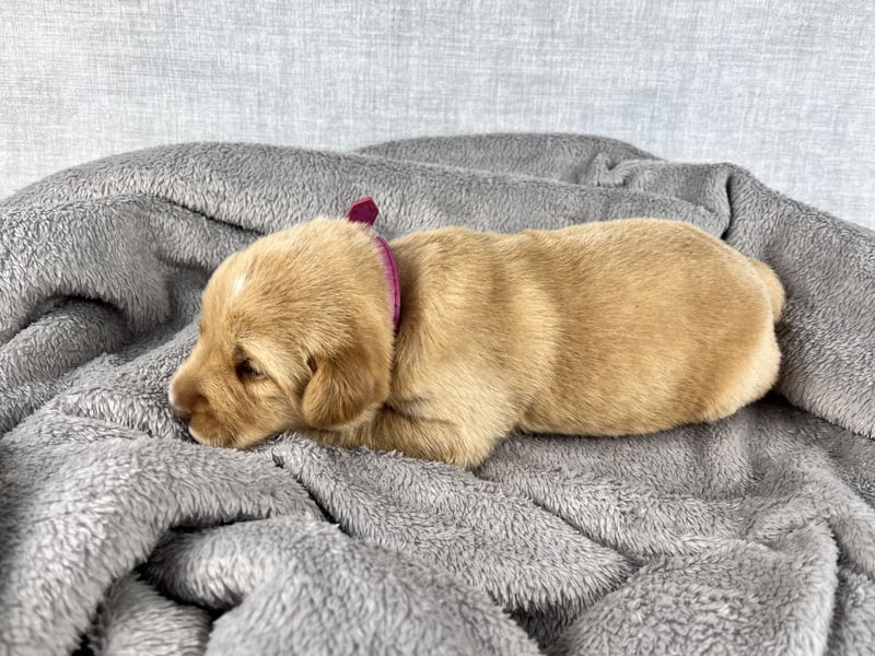 Golden Aussie x Labrador Welpen (Golden Retriever Australian Shepherd Labrador Retriever)