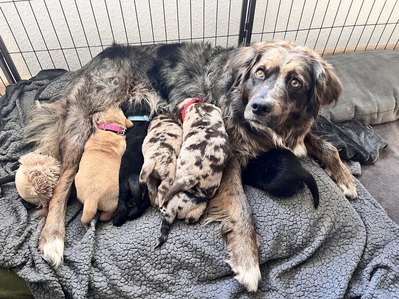 Golden Aussie x Labrador Welpen (Golden Retriever Australian Shepherd Labrador Retriever)