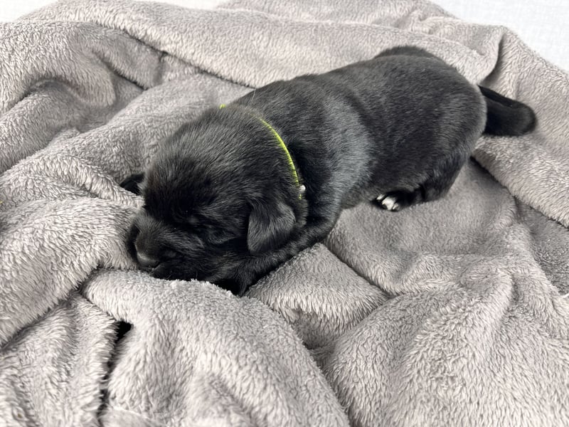 Golden Aussie x Labrador Welpen (Golden Retriever Australian Shepherd Labrador Retriever)