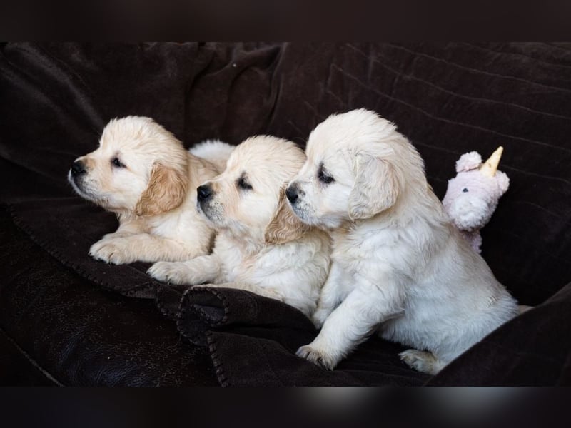 Golden-Retriever-Welpen zu verkaufen