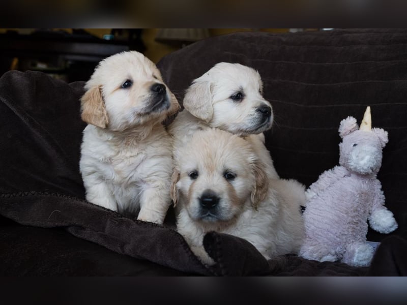 Golden-Retriever-Welpen zu verkaufen
