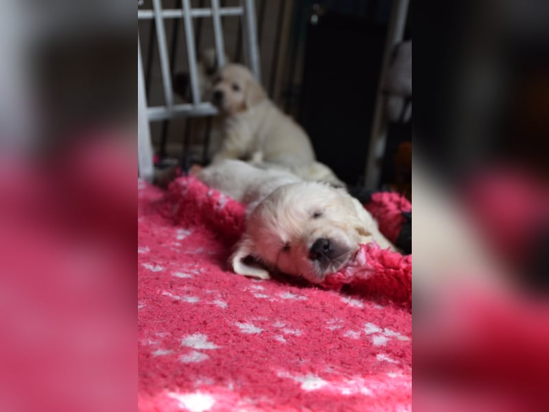 Wunderschöne sehr helle Golden Retriever Welpen
