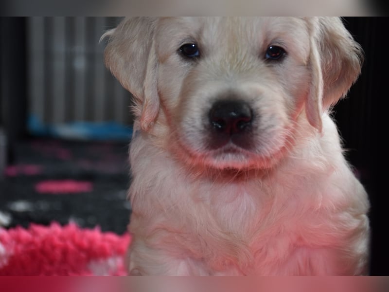 Wunderschöne sehr helle Golden Retriever Welpen