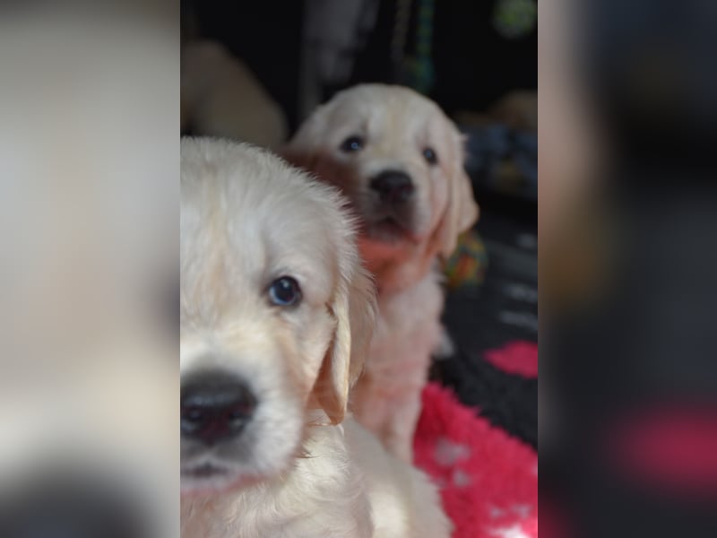 Wunderschöne sehr helle Golden Retriever Welpen