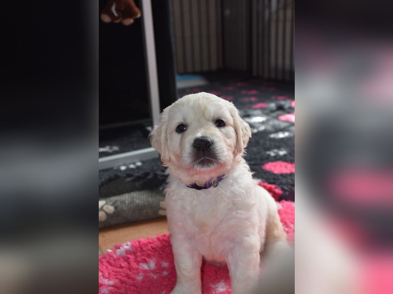 Wunderschöne sehr helle Golden Retriever Welpen