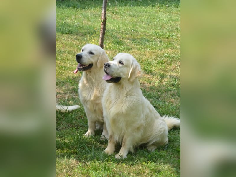 Traumhafte Golden Retriever Welpen bereit für ihr neues Zuhause