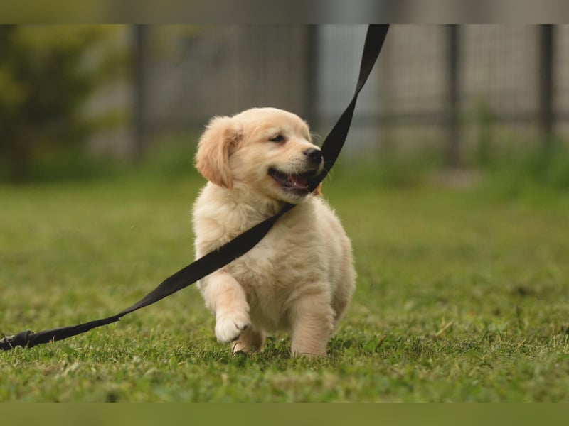 Traumhafte Golden Retriever Welpen bereit für ihr neues Zuhause