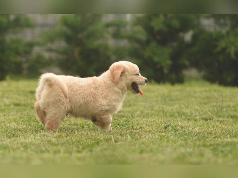 Traumhafte Golden Retriever Welpen bereit für ihr neues Zuhause