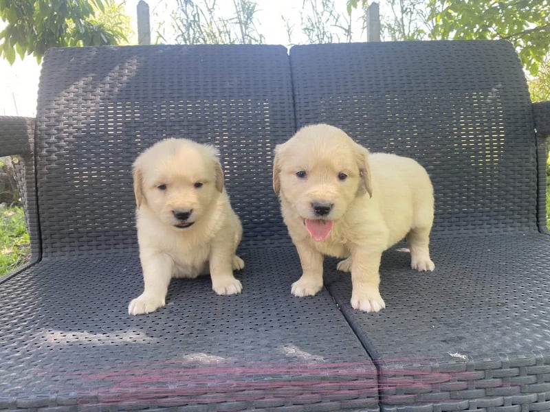 Traumhafte Golden Retriever Welpen bereit für ihr neues Zuhause