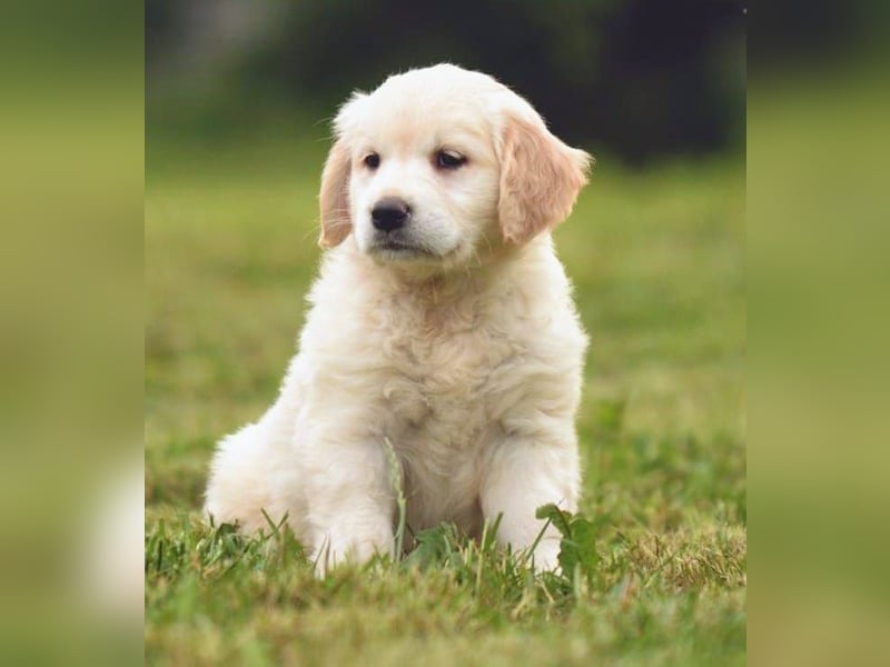 Traumhafte Golden Retriever Welpen bereit für ihr neues Zuhause