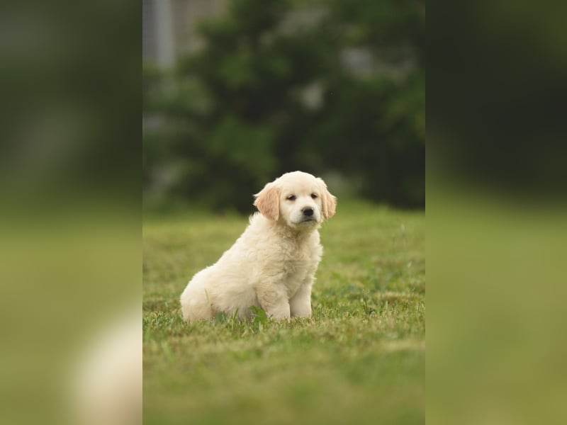 Traumhafte Golden Retriever Welpen bereit für ihr neues Zuhause