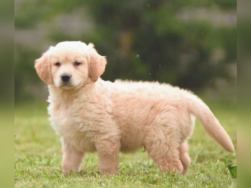 Traumhafte Golden Retriever Welpen bereit für ihr neues Zuhause