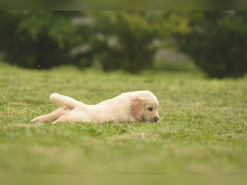 Traumhafte Golden Retriever Welpen bereit für ihr neues Zuhause
