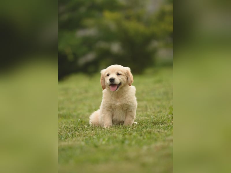 Traumhafte Golden Retriever Welpen bereit für ihr neues Zuhause