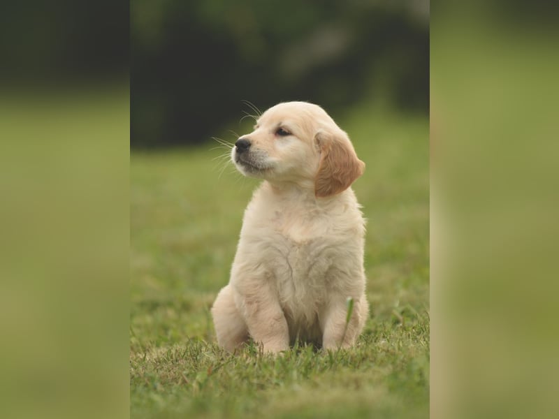 Traumhafte Golden Retriever Welpen bereit für ihr neues Zuhause