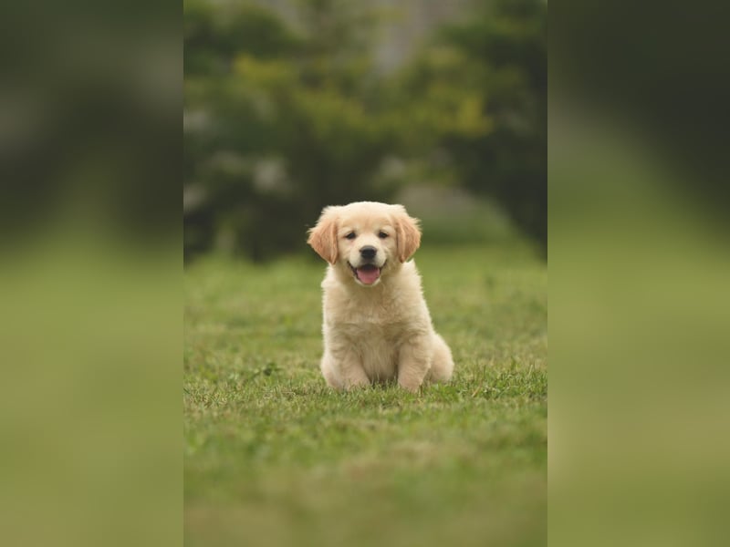 Traumhafte Golden Retriever Welpen bereit für ihr neues Zuhause