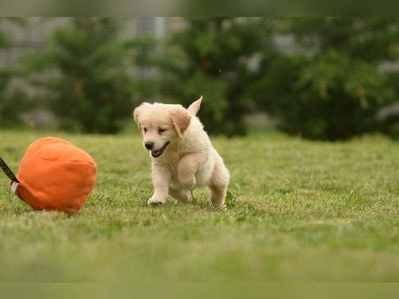Traumhafte Golden Retriever Welpen bereit für ihr neues Zuhause
