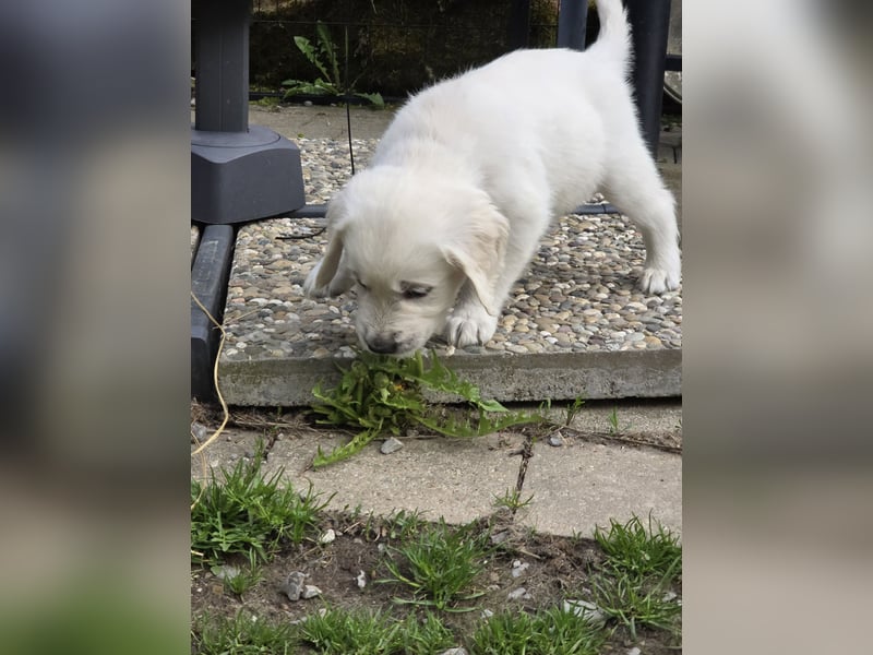 Zauberhafte Retrieverwelpen