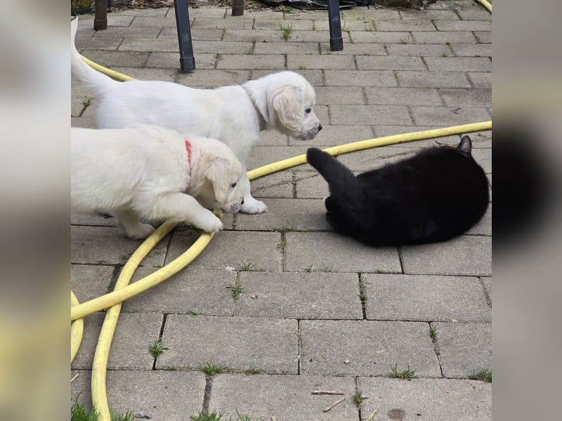 Zauberhafte Retrieverwelpen