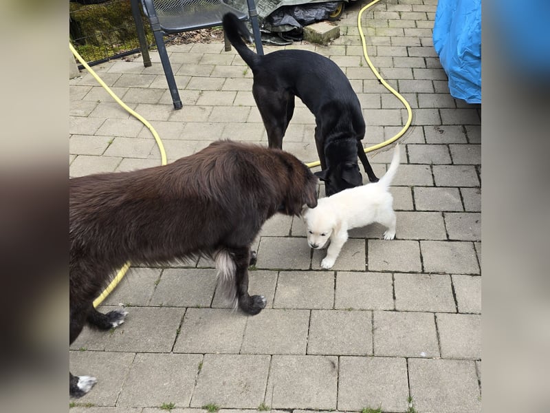 Zauberhafte Retrieverwelpen