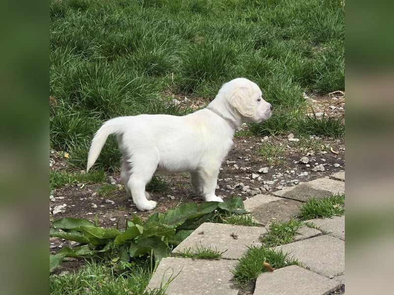 Zauberhafte Retrieverwelpen