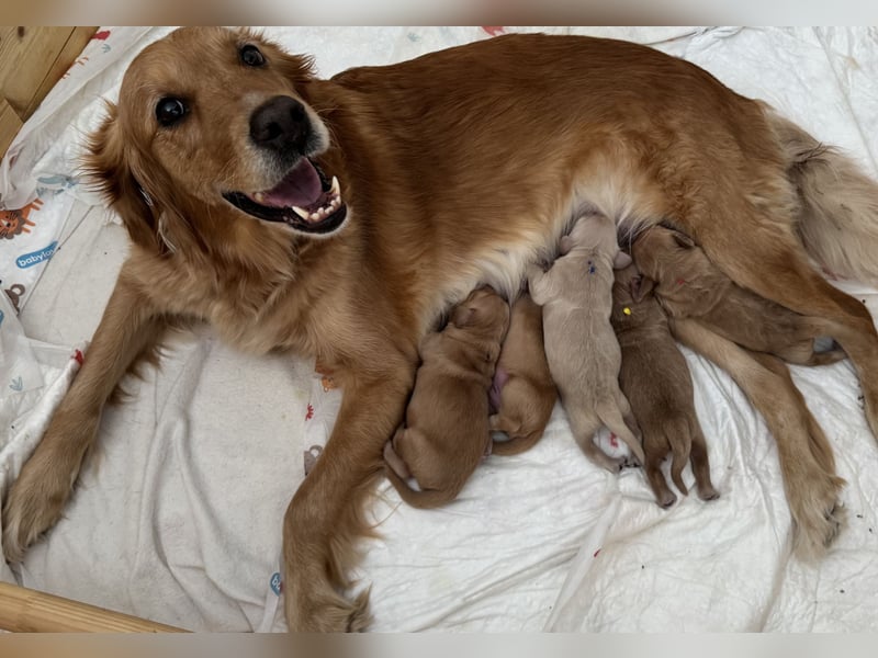 Golden Retriever Welpen