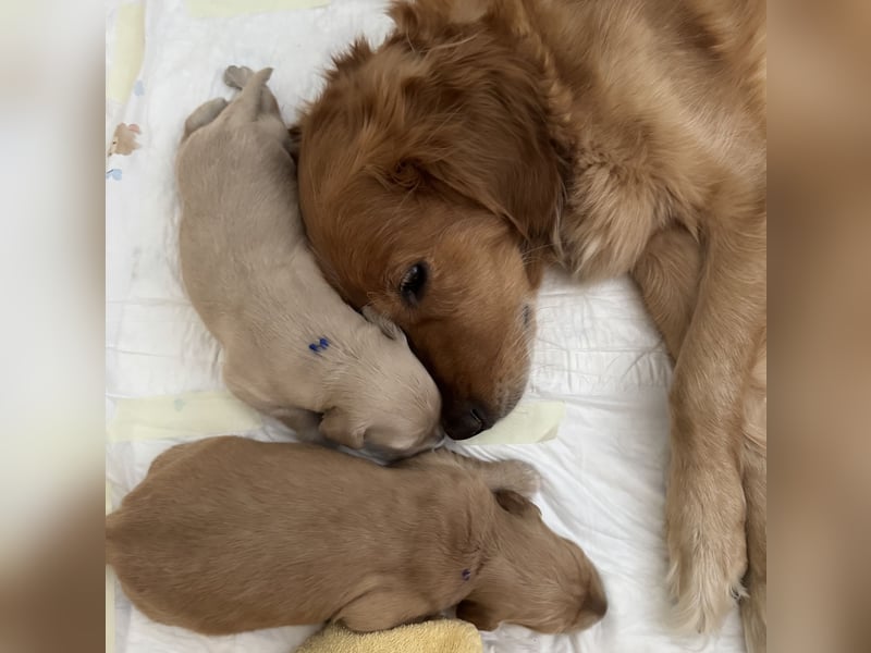 Golden Retriever Welpen