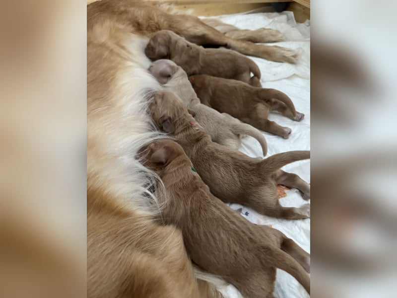 Golden Retriever Welpen