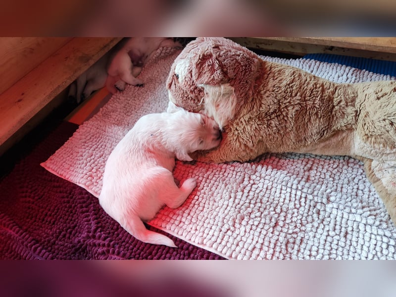 Golden Retriever Welpen