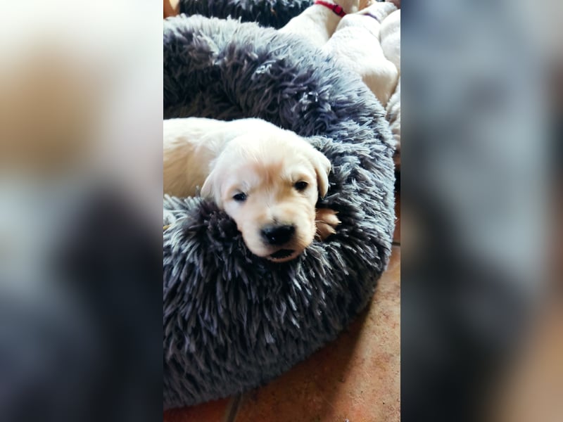 Golden Retriever Welpen