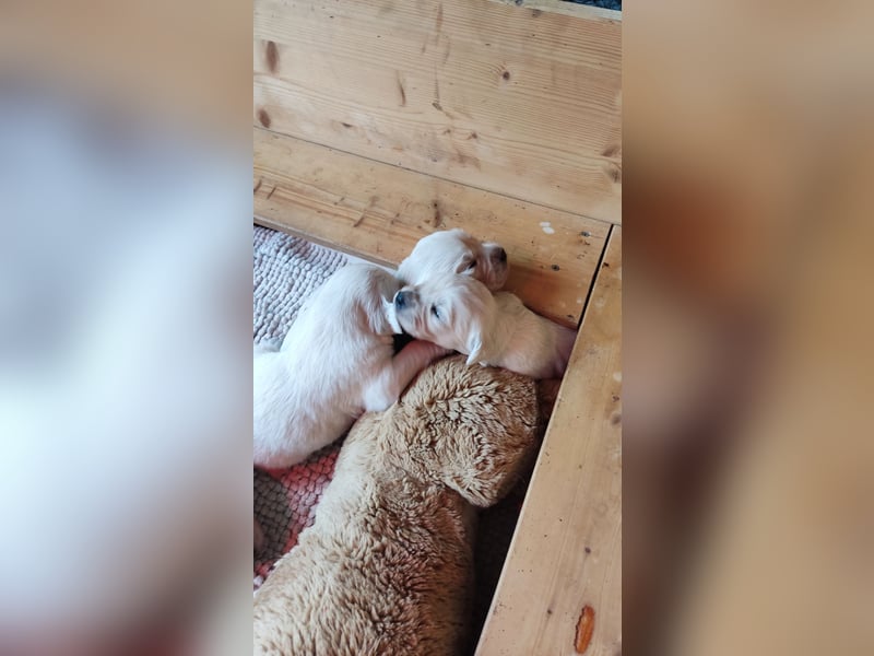 Golden Retriever Welpen