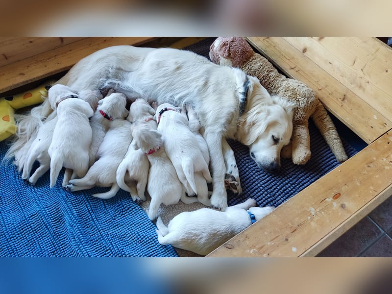 Golden Retriever Welpen