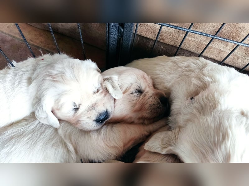 Golden Retriever Welpen