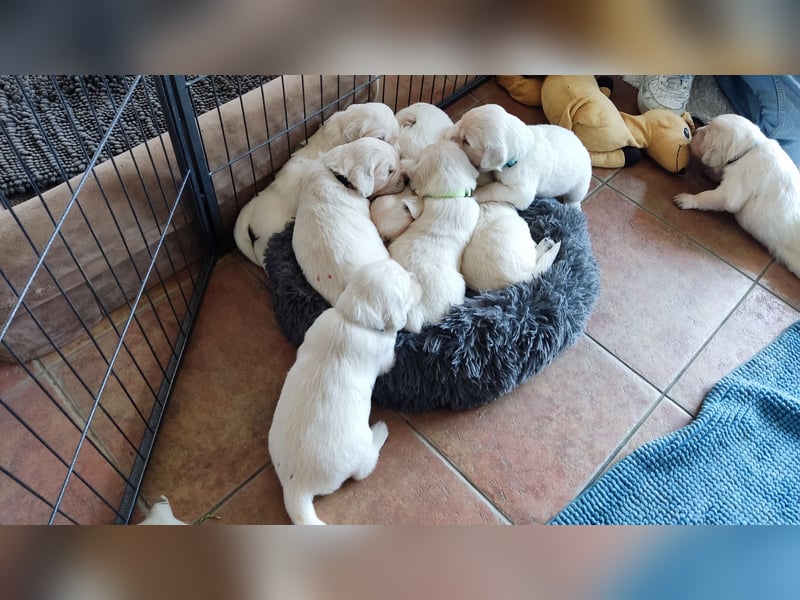 Golden Retriever Welpen