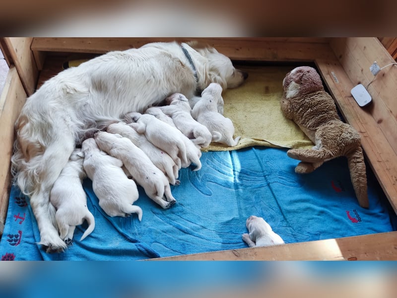 Golden Retriever Welpen