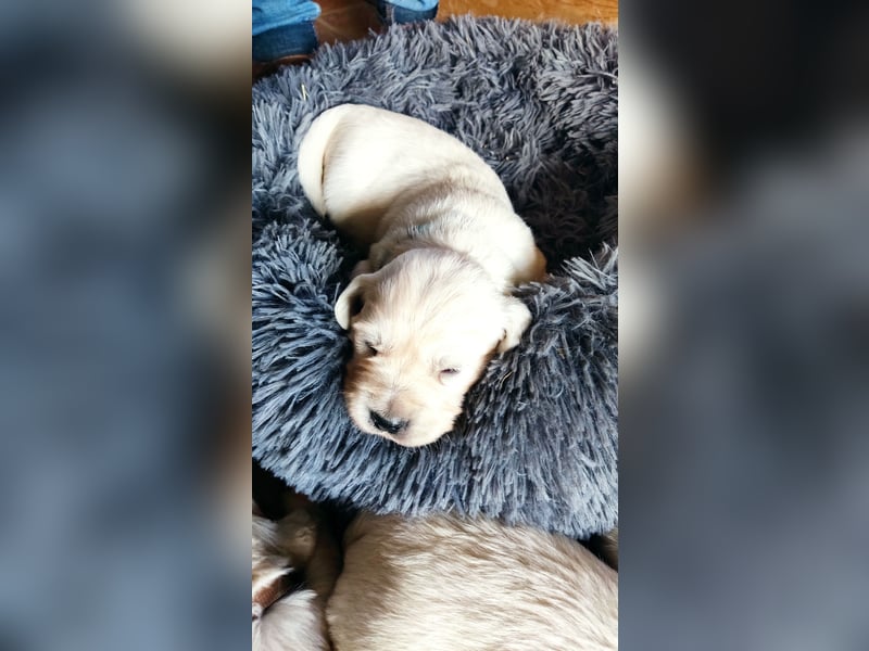 Golden Retriever Welpen